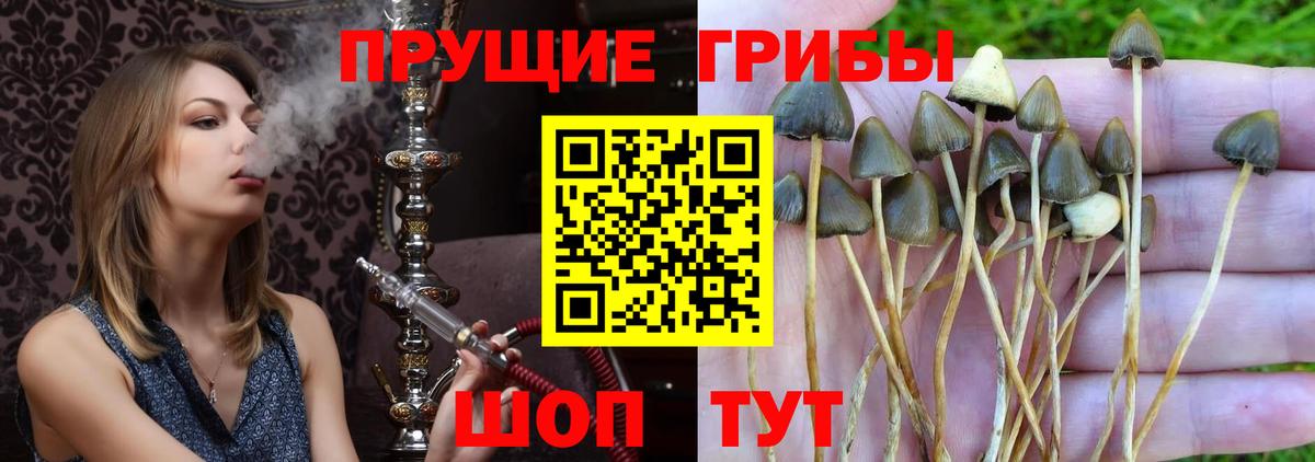 Галлюциногенные грибы Cubensis  где купить наркоту  Тобольск  Псилоцибиновые грибы Psilocybine cubensis  Вход с VPN 